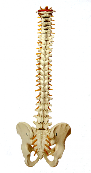 spine-957249_640